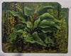 Italian School Botanical Study (Francesco Lojacono, 19th Century)