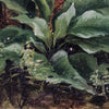 Italian School Botanical Study (Francesco Lojacono, 19th Century)